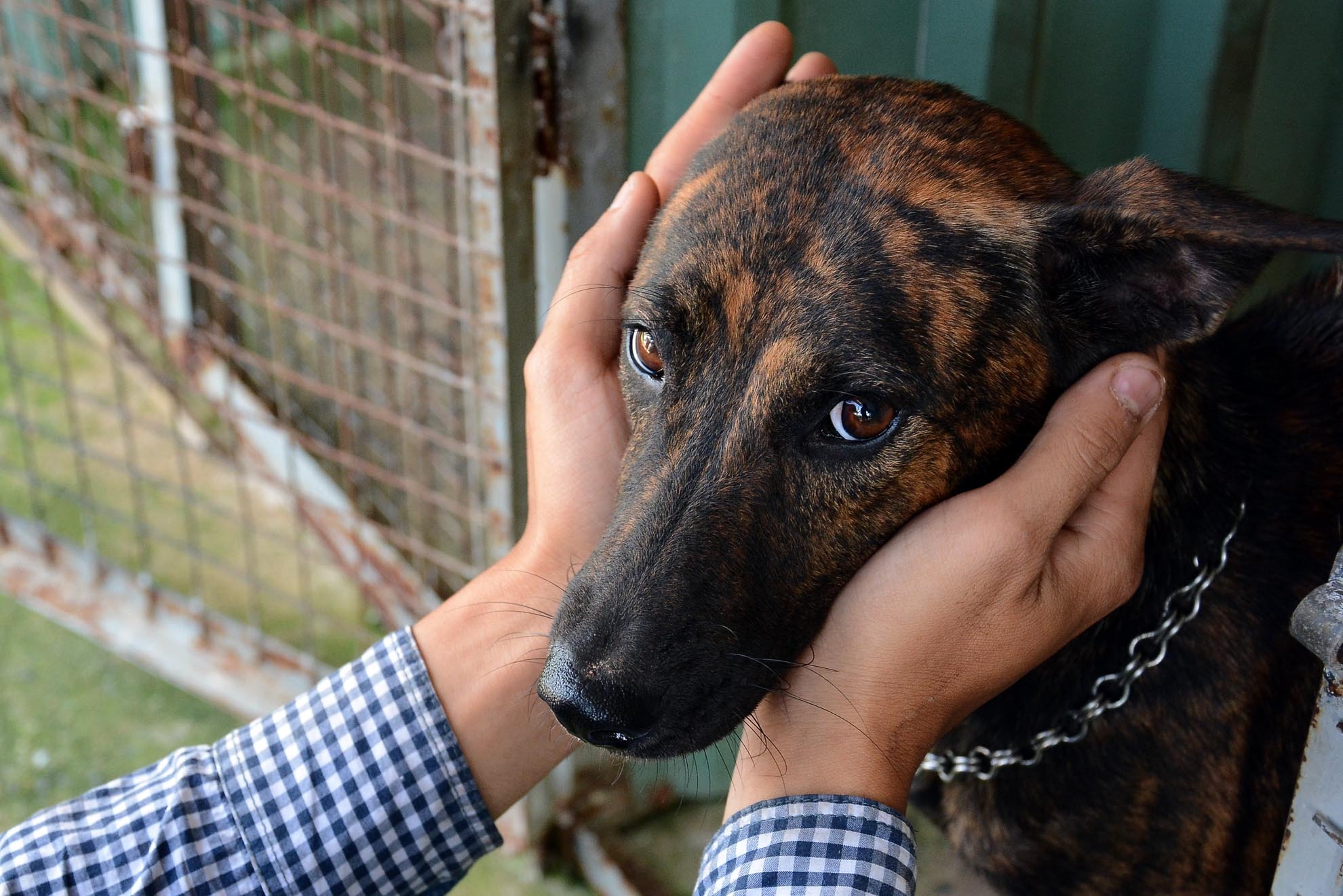 Anh Quý, chia sẻ: “Ban đầu, tôi chủ yếu nuôi chó ngao Tây Tạng vì được nhiều dân chơi ưa chuộng, sau đó giống chó ngao mất giá, tôi chuyển sang nuôi chó Phú Quốc vì giống chó này rất thiết thực và gần gũi với người Việt.”