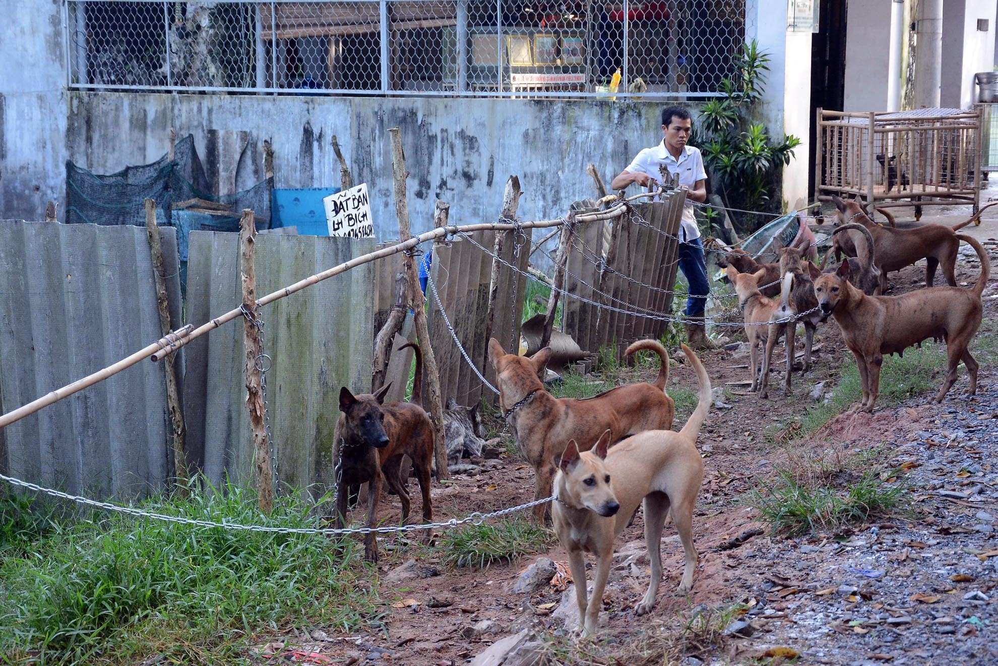 Chó Phú Quốc là một loại chó riêng của đảo Phú Quốc, tỉnh Kiên Giang. Giống này có đặc điểm phân biệt với các loại chó khác là có xoáy lông ở trên sống lưng, đây là một trong ba dòng chó có xoáy lông trên lưng trên thế giới.