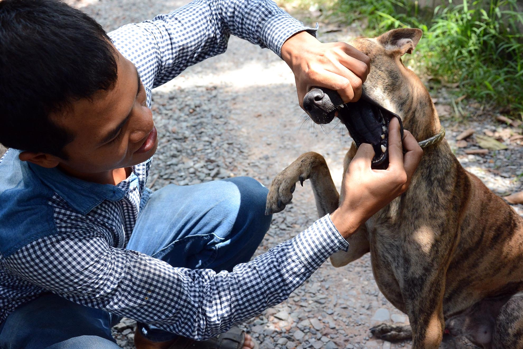 Màu lông cũng đa dạng từ màu đen tuyền đến màu sáng; trong đó màu vằn vện được nhiều dân chơi rất ưa chuộng trên thị trường. 