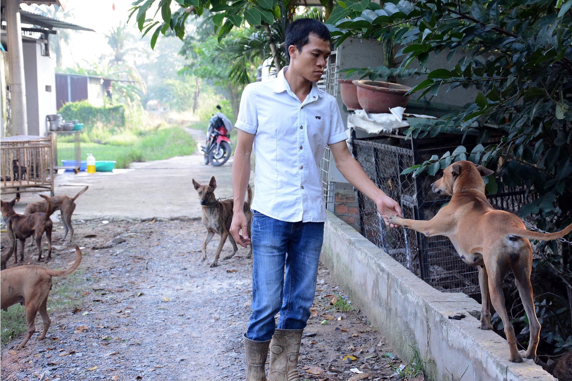 Mỗi con chó trưởng thành nặng khoảng 20–25 kg với một cái đầu nhỏ, cổ dài, mỏm dài, tai dài, mỏng; có những chấm trên lưỡi và bộ lông mượt sát (1–2 cm) rất ngắn. Ngoài ra, chó Phú Quốc biết đào hang để đẻ và bơi dưới nước giỏi.