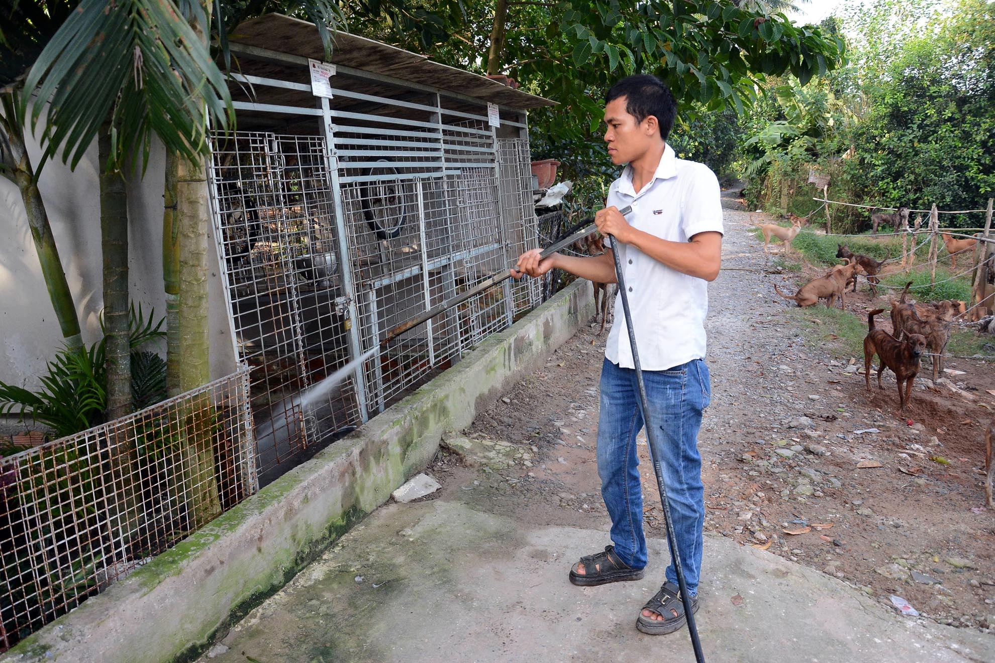 Để nuôi dưỡng giống chó này, môi trường vệ sinh rất quan trọng kết hợp với chế độ ăn uống phải cân đối; thức ăn chính như cơm, đầu gà, lòng heo, cá biển và rau.