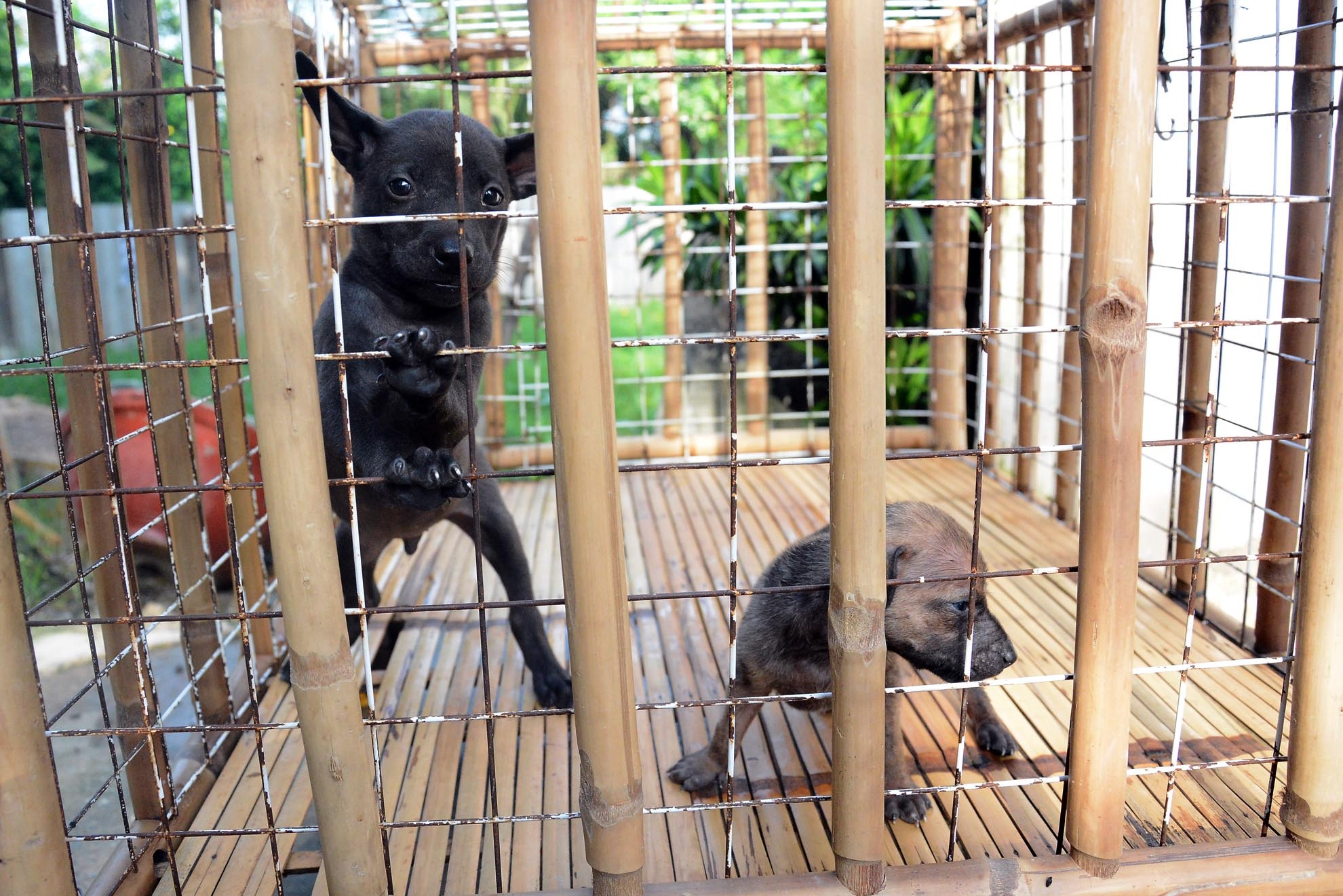 Giống chó mới sinh sản được bán với giá 1,5 triệu đồng đến 3 triệu đồng/con. Còn các giống chó dùng để thi hoặc để sinh sản giá từ 5 triệu đồng đến 40 triệu đồng/con, tùy vào hình dạng, kích thước.