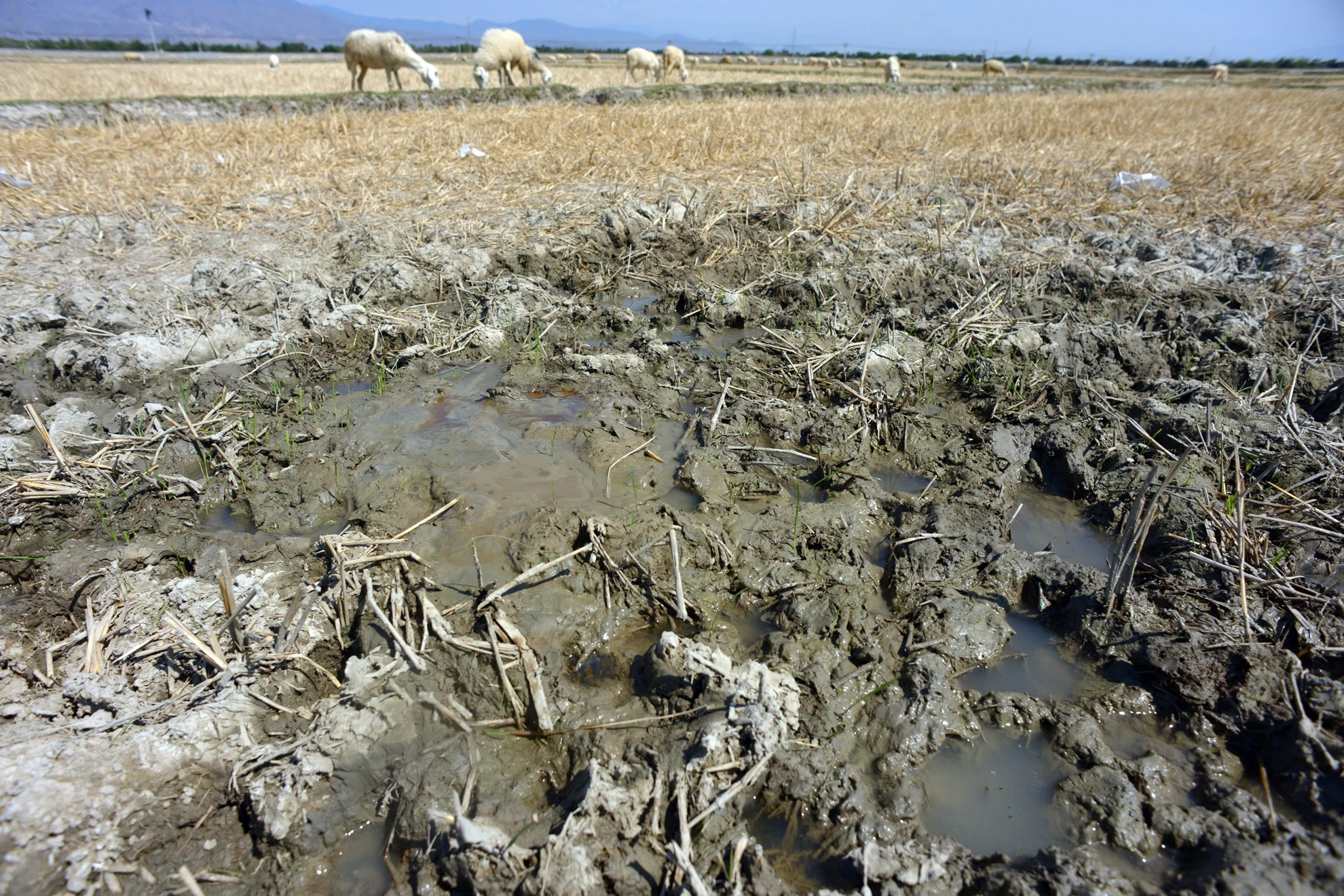 Đàn gia súc phải uống nước tại những vũng bùn nhỏ cọn sót lại trên những cánh đồng vừa gặt.