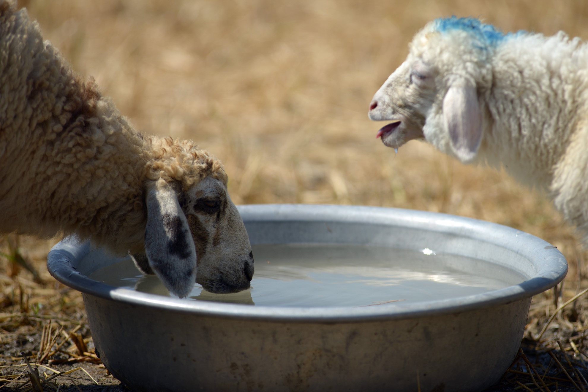 Để tránh cho cừu bị chết khát, người dân tìm cách mang theo nước cho đàn cừu uống. Dự báo trong vài tháng tới, hạn hán vẫn tiếp diễn khiến nhiều người chăn nuôi gia súc cực kỳ lo lắng.