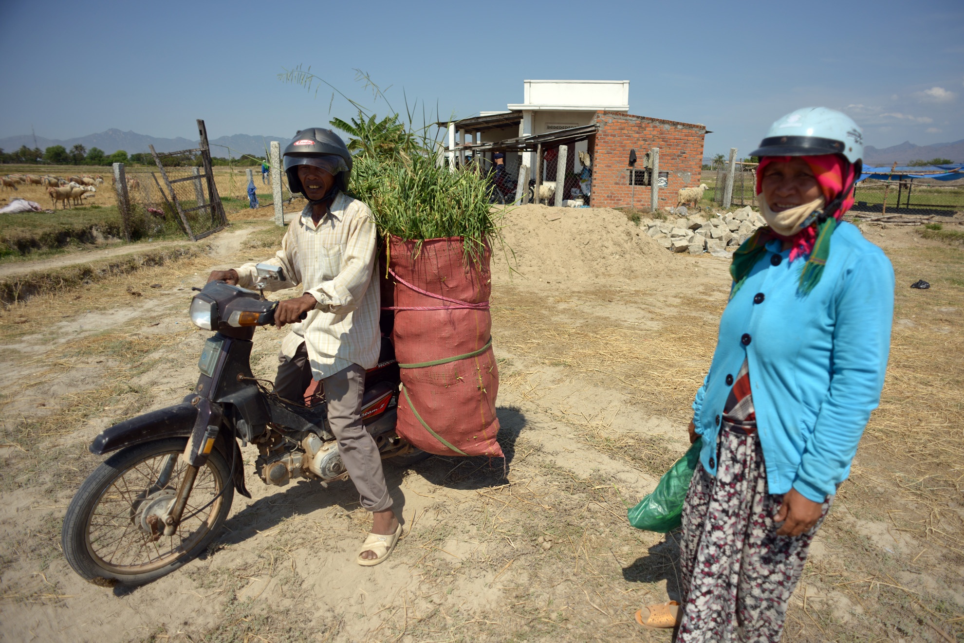 Người dân tìm mọi cách để cứu đàn gia súc bằng cách mua thêm rơm rạ, cỏ để tích trữ cho vài tháng tới. Giá rơm rạ đã tăng nhanh đến 1 triệu đồng 1 xe máy cày. Anh Ngư Văn Bền ở Thuận Nam phải chi 120 ngàn cho 2 bao cỏ đem về vỗ béo cho đàn cừu sắp sửa xuất bán. Nhiều người chăn nuôi ở Ninh Thuận đang hết sức lo lắng và chỉ còn biết cầu nguyện: Lạy trời mưa xuống!