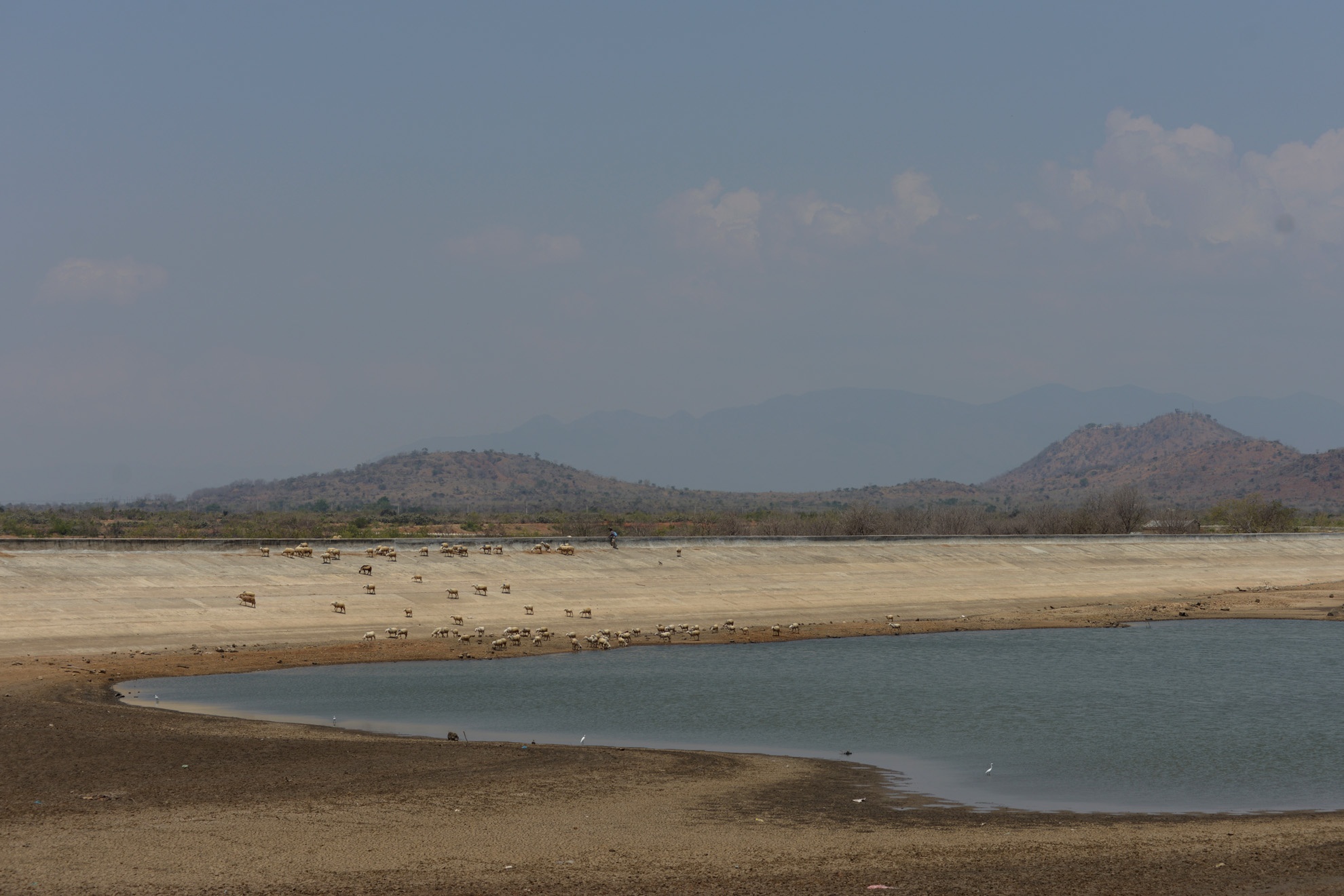 Những người chăn cừu du mục ở Ninh Thuận cố gắng cứu lấy đàn gia súc của mình bằng cách di chuyển chúng sang những vùng chưa kiệt nước để tìm thức ăn và nước uống. 