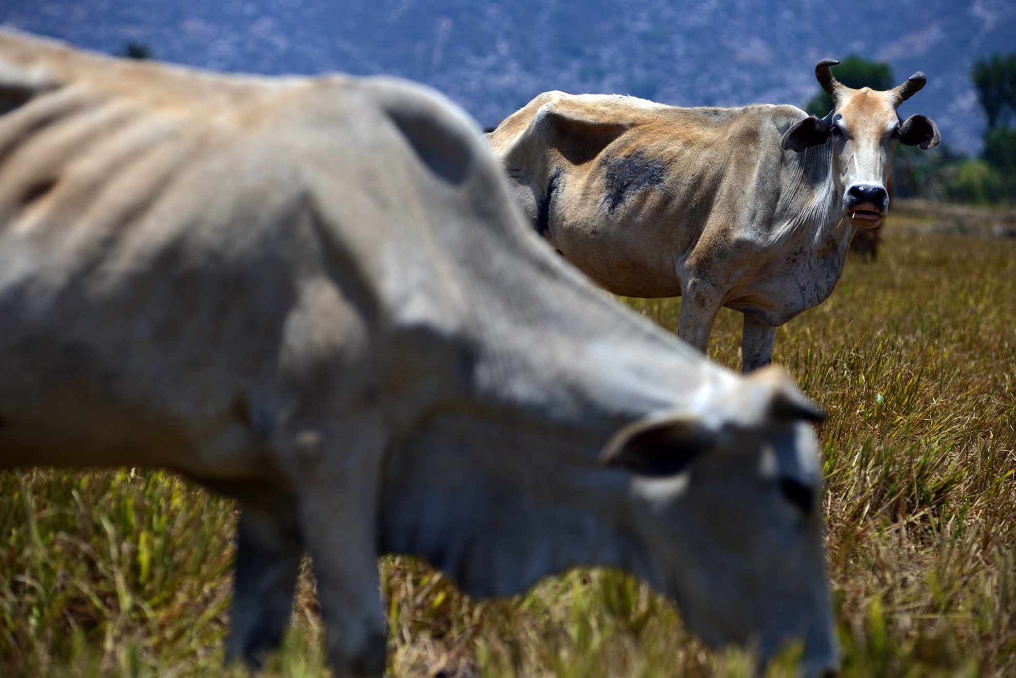 Một cán bộ ngành nông nghiệp tỉnh Ninh Thuận cho biết là nếu trong tháng 5 vẫn không có mưa thì nguy cơ đàn gia súc bị thiệt hại là rất lớn. Ở nhiều nơi trong tỉnh đã lác đác xảy ra hiện tượng gia súc chết vì kiệt sức.