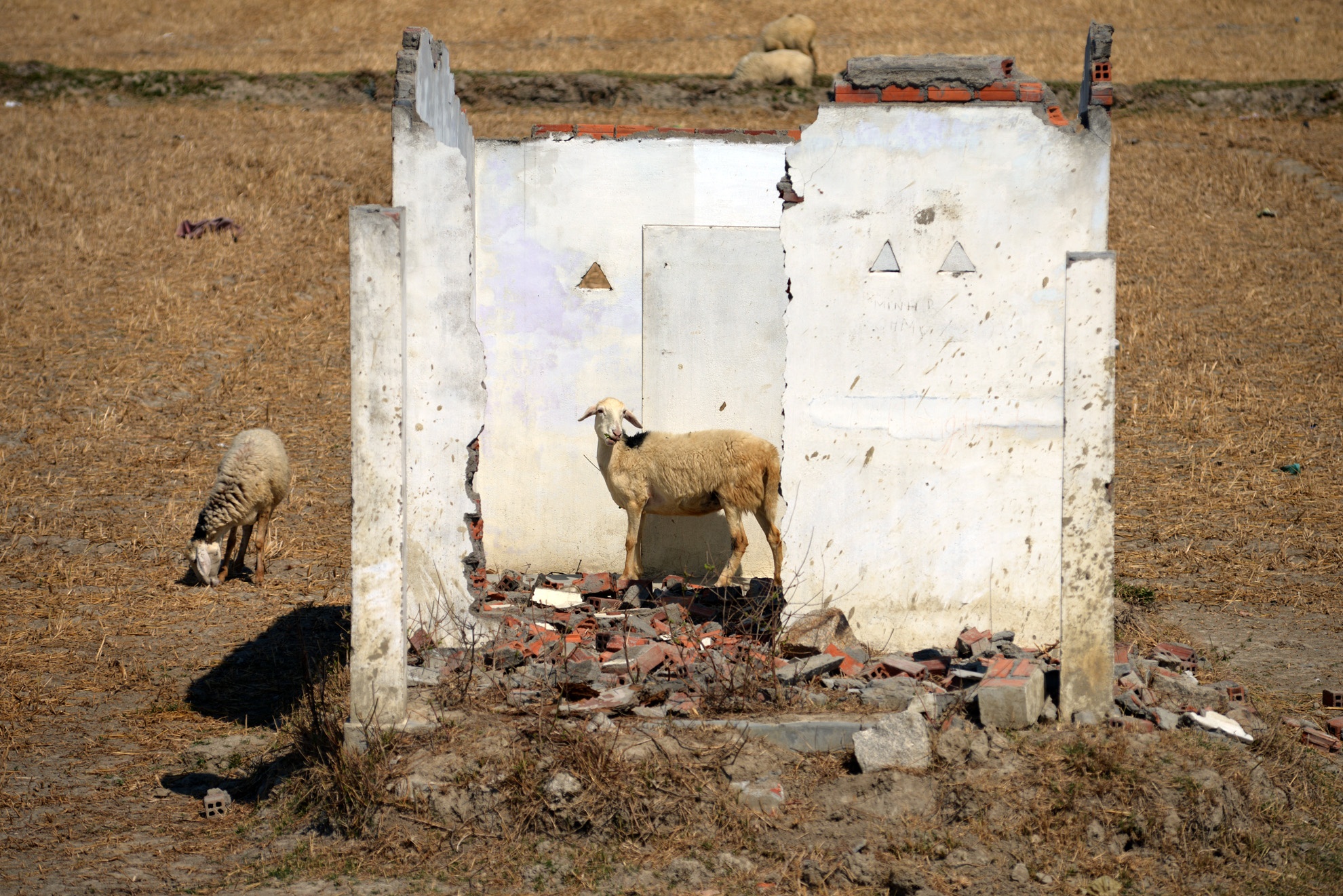 Ninh Thuận là tỉnh có đàn cừu lớn nhất cả nước với khoảng gần 90000 con. Dù là loại gia súc chịu được khô hạn nhưng chúng lại không sống được khi chuyển đến những nguồn nước lạ.