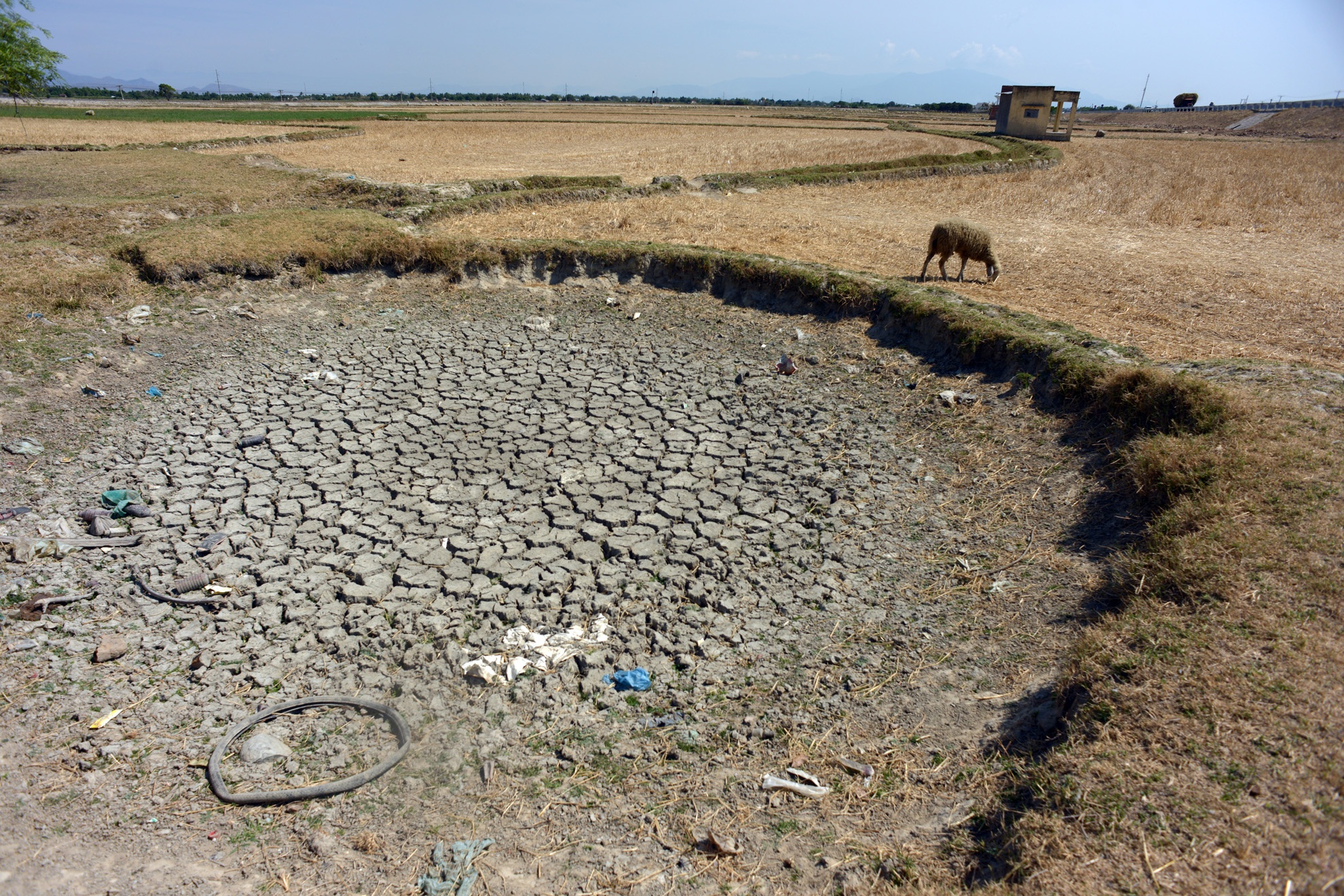 Hầu hết các nguồn nước ao, hồ, kênh mương tưới tiêu đều đã cạn khô.