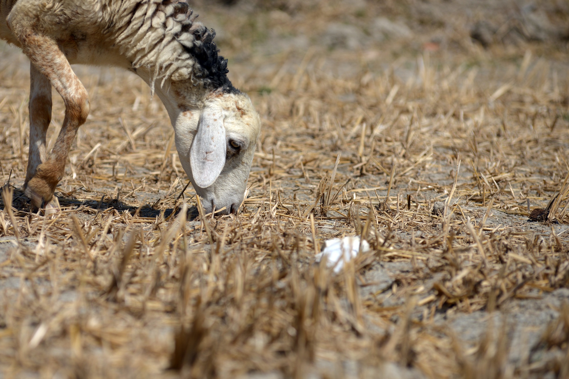 Dan cuu 90.000 con trong con han han 10 nam co mot hinh anh