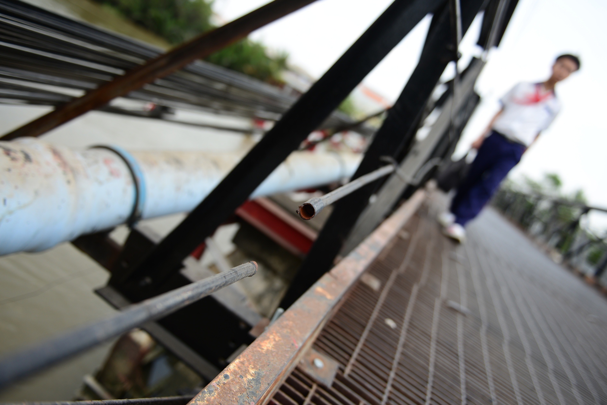 Dan keu cuu vi nhung cay cau sap sap anh 9