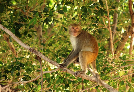 Khi tran xuong lang pha hoa mau hinh anh