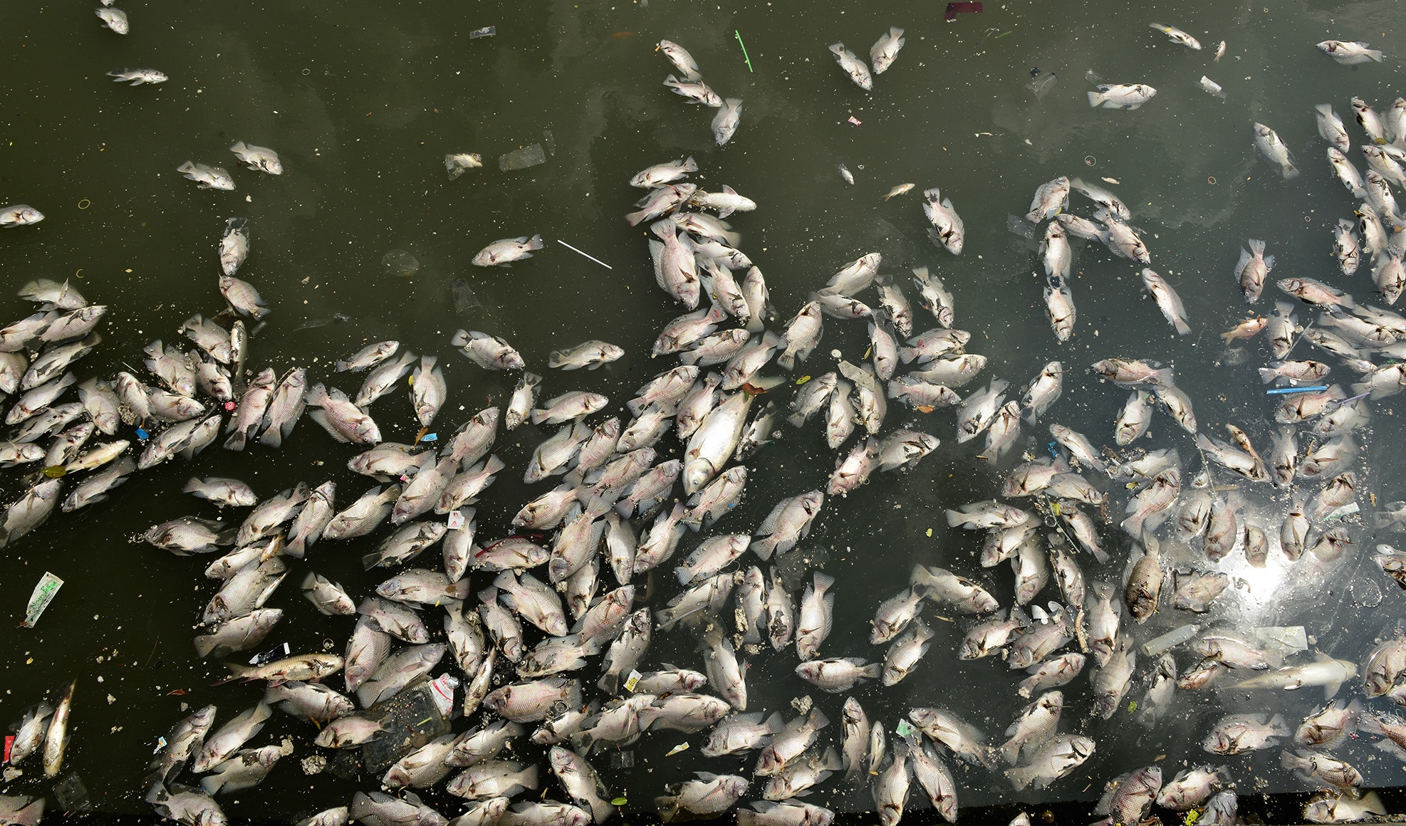 TP HCM len tieng vu ca chet noi trang kenh Nhieu Loc hinh anh