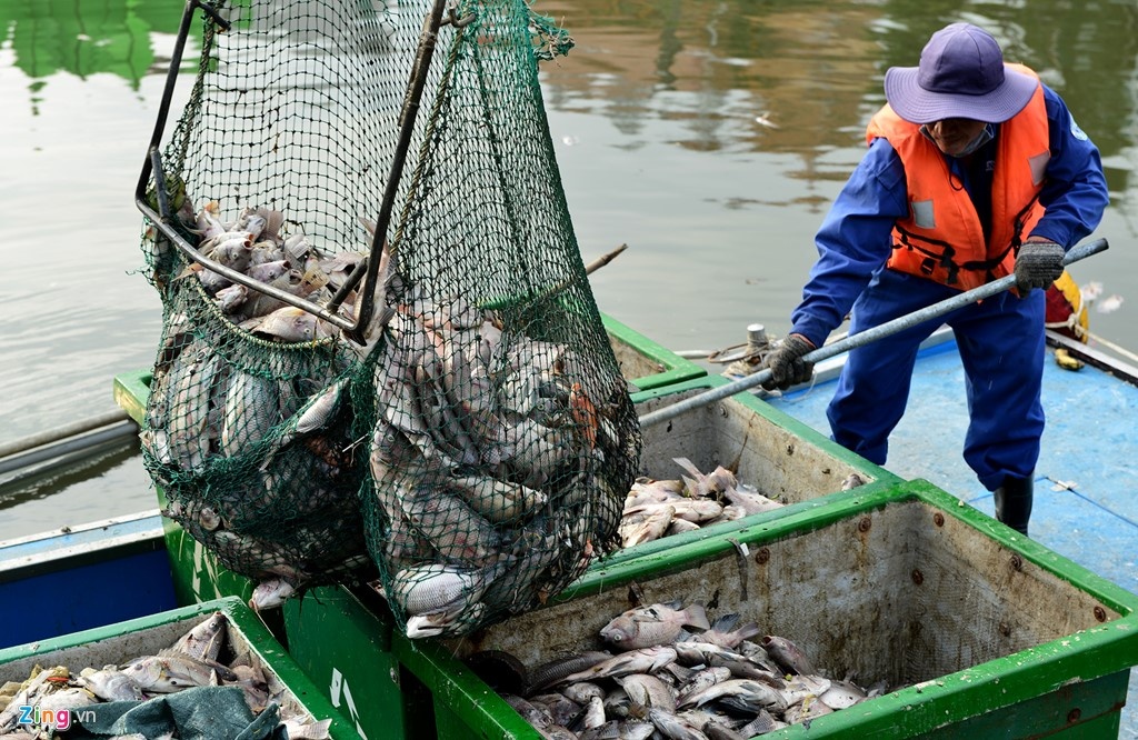 Da vot duoc hon 70 tan ca chet o Sai Gon hinh anh