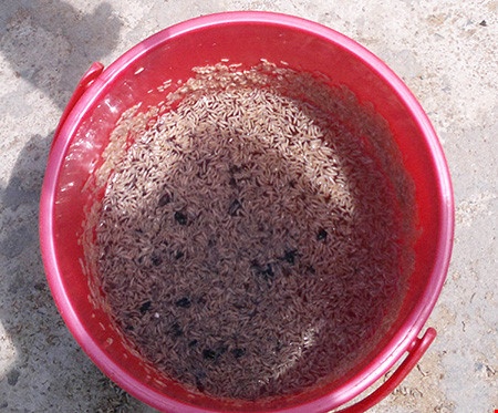 Xa nuoc thai co doi bo luc nhuc ra moi truong hinh anh