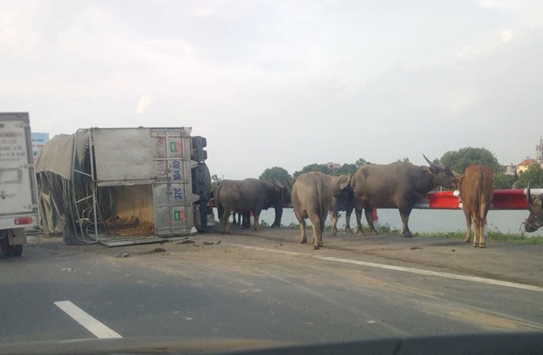 Xe cho trau va vao xe khach, un tac 10 km hinh anh