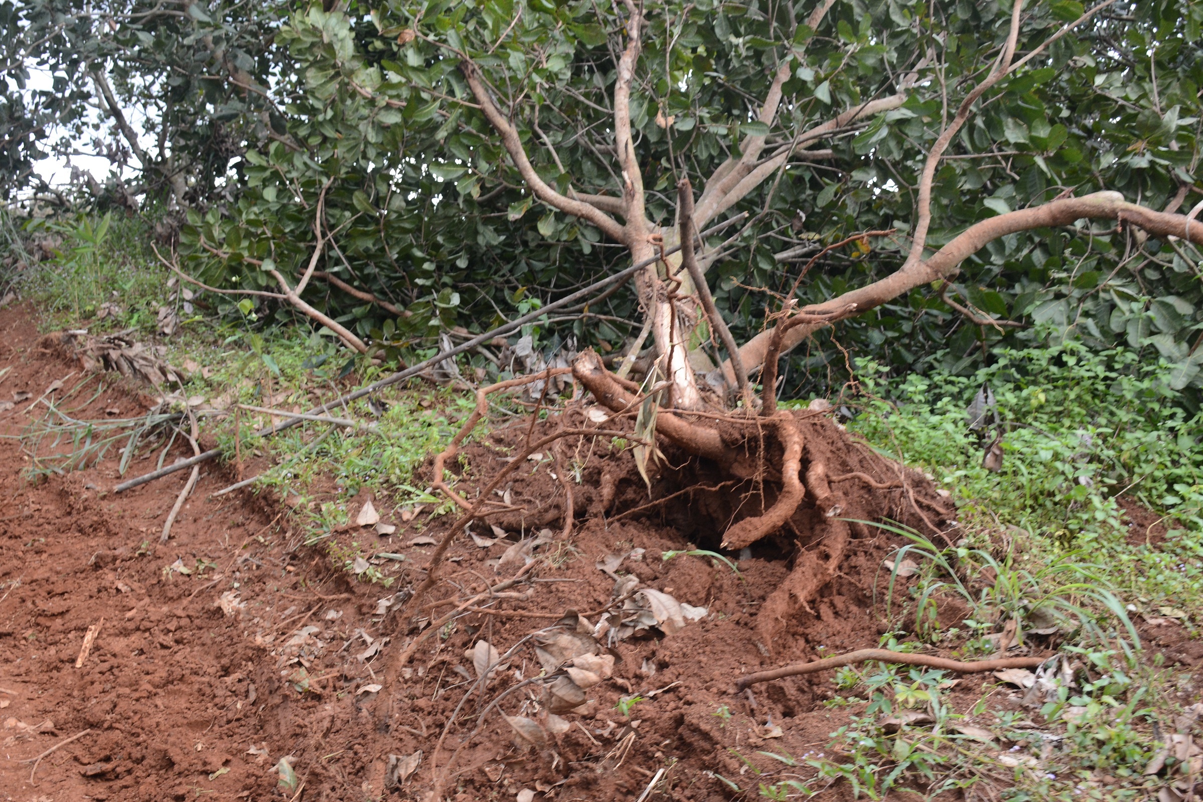 Dak Nong thong tin vu xa sung anh 2
