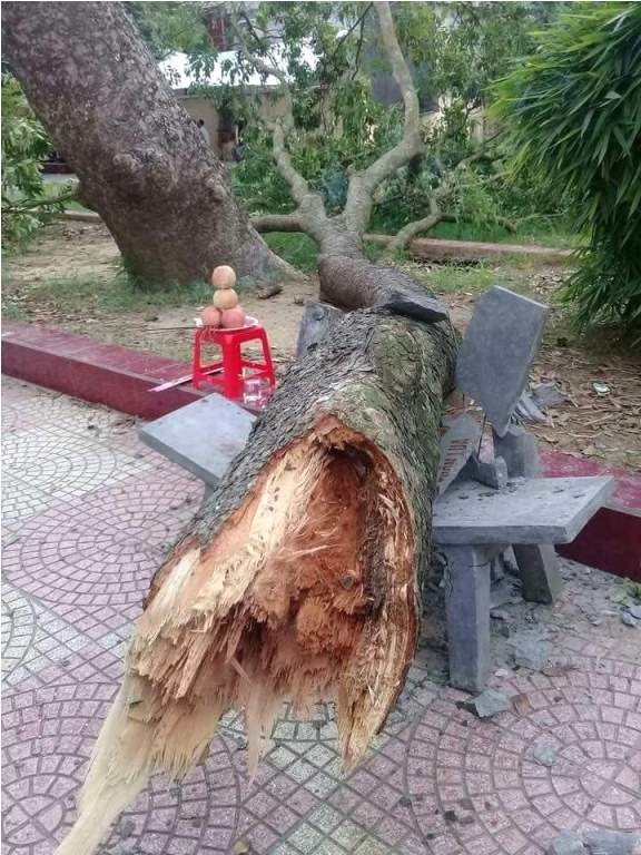 cây đè phó hiệu trưởng ảnh 1 cay de pho hieu truong anh 1