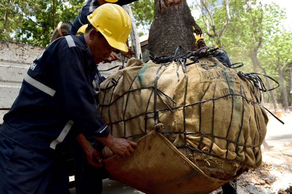 Di doi 115 cay xanh tren duong Ton Duc Thang de xay cau Thu Thiem 2 hinh anh