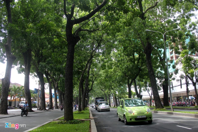 Don cay xanh Ton Duc Thang anh 1