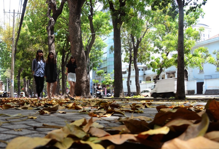 Ton hon 7,3 ty dong don ha, di doi cay xanh duong Ton Duc Thang hinh anh