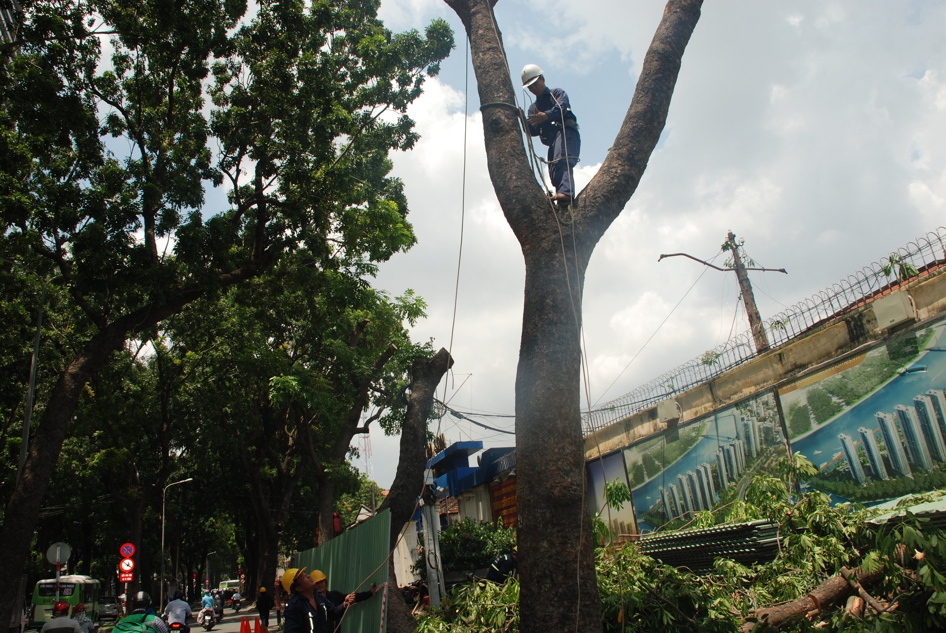 don ha cay xanh duong Ton Duc Thang anh 3