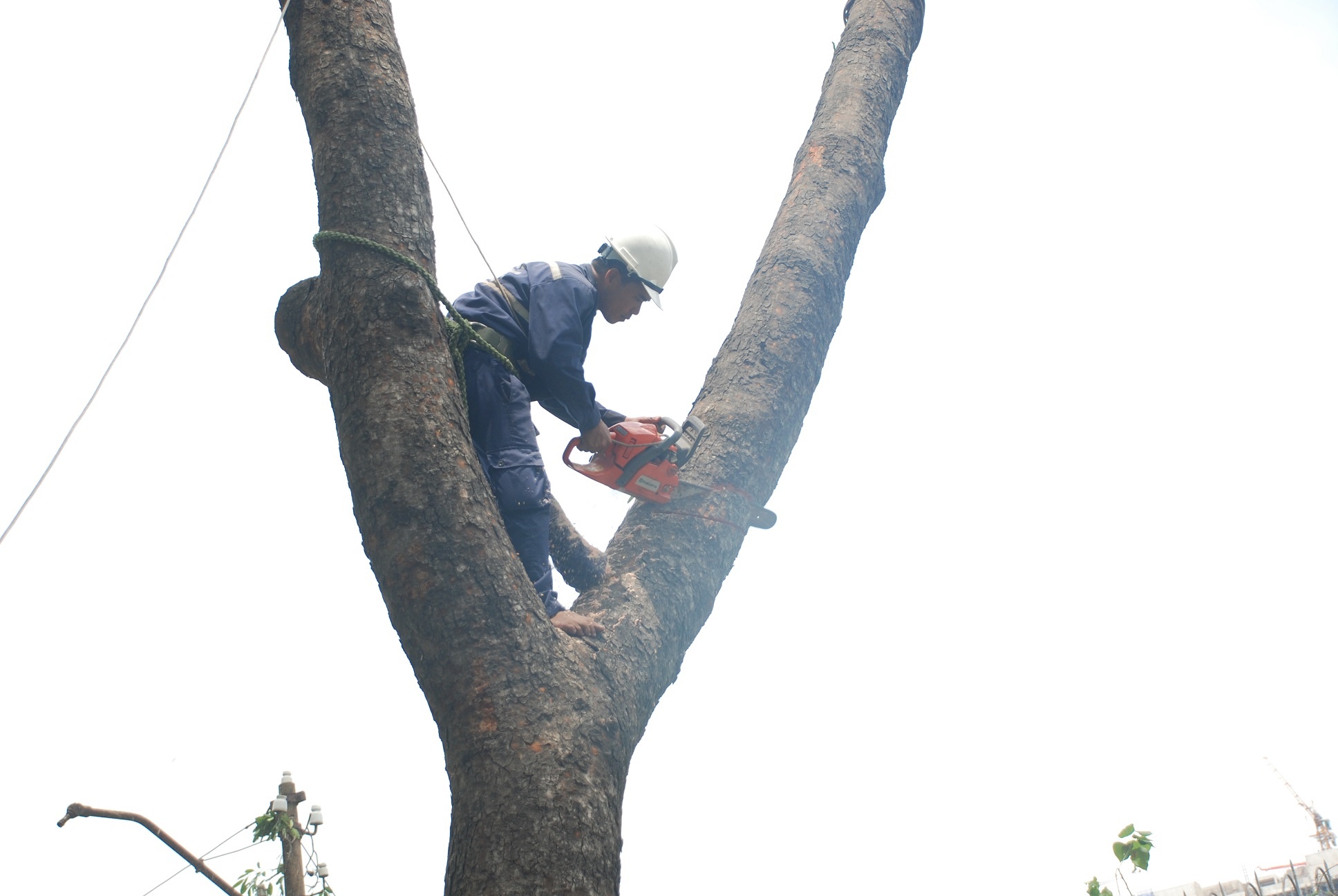 Bat dau don ha cay xanh tren duong Ton Duc Thang hinh anh