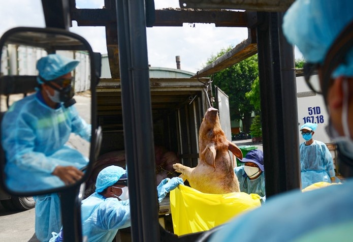 4.600 con heo bi tiem thuoc an than, 23 can bo bi ky luat hinh anh