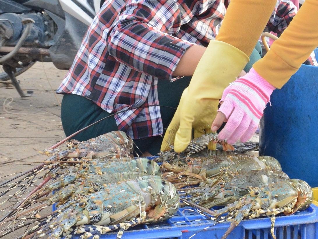 Ngu dan Khanh Hoa trung tom hum, ca long sau bao so 12 hinh anh