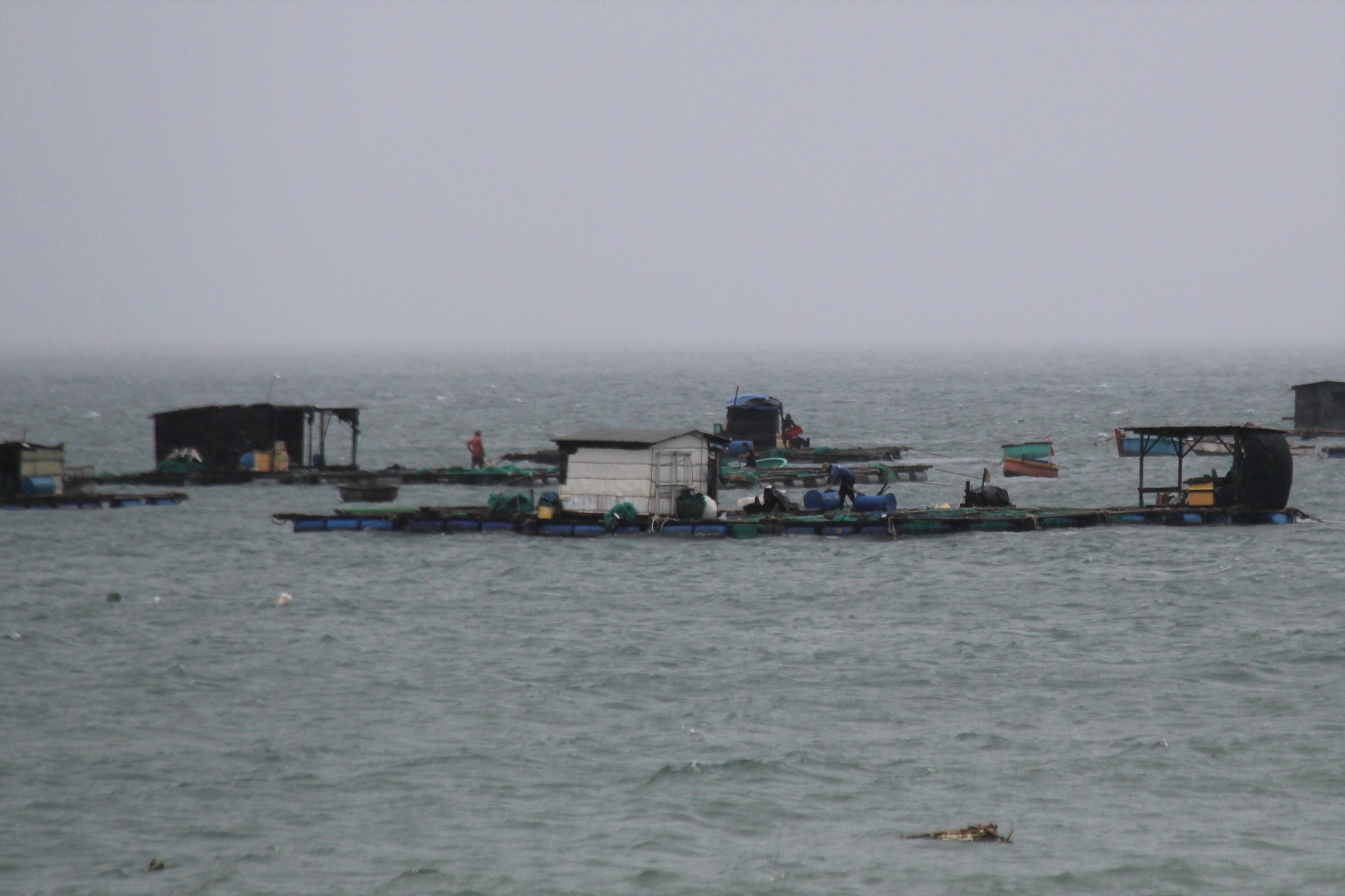 Nguoi dan nuoi tom hum bat chap nguy hiem o lai tren be hinh anh