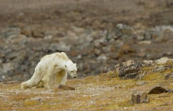 Hanh tinh khoe thi nhan loai khoe, nhung Trai Dat ngay cang suy yeu hinh anh