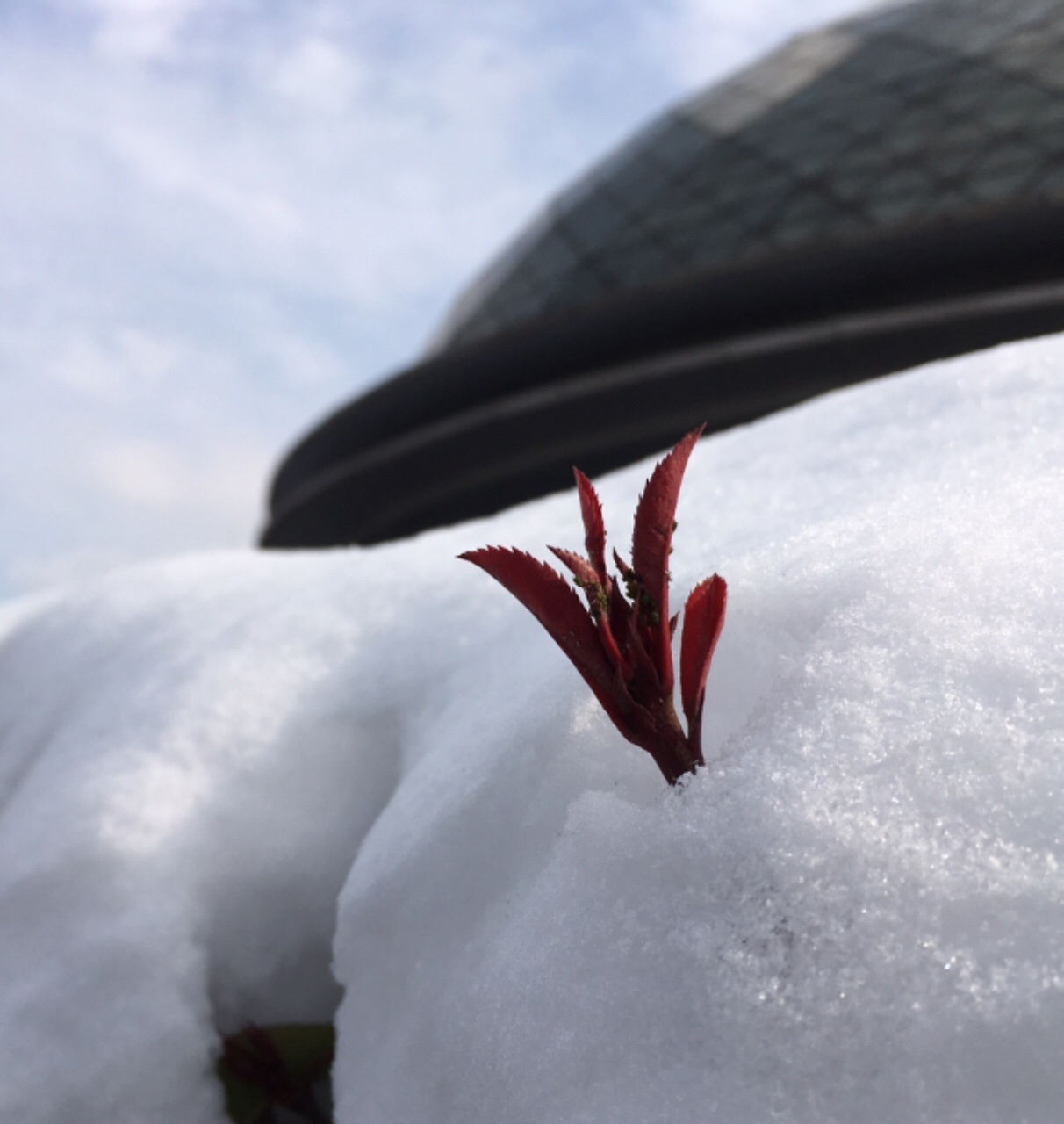 HLV Park Hang-seo thăm sân Thường Châu, ảnh 3 HLV Park Hang-seo tham san Thuong Chau, anh 3