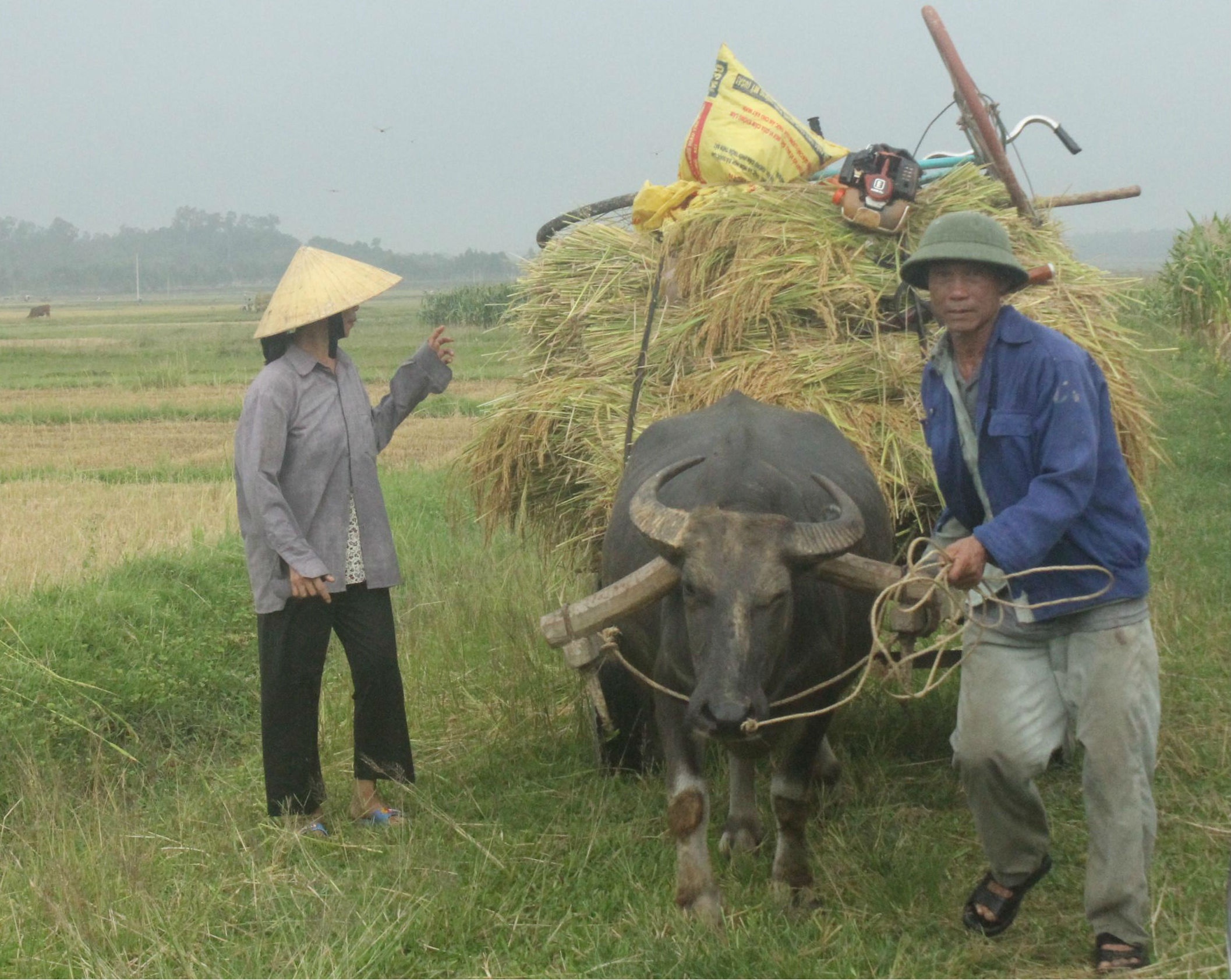 Bố Công Phượng làm nghề thợ xây, mẹ làm phụ hồ và có lúc làm buôn mớ rau, quả chuối để ăn chênh lệch. Tuy nhiên, khi đến vụ gặt thì cả nhà phải gác công việc thường nhật để gặt lúa cho kịp trước cơn bão. Hai vợ chồng ông bà còn gặt thuê cho hàng xóm để lấy ít tiền sinh nhai.