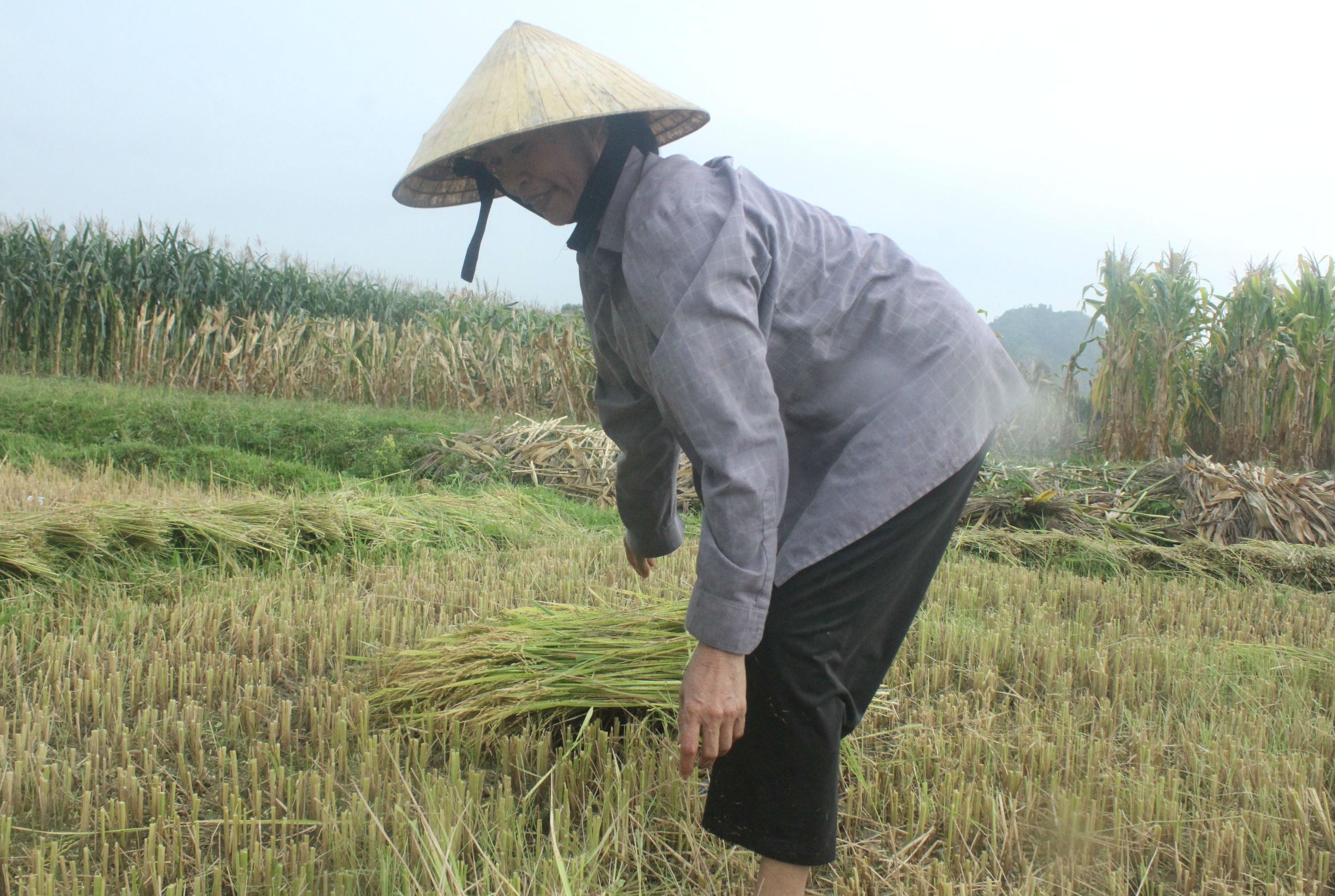 Từ Hà Nội về lúc đêm khuya thì tờ mờ sáng hôm sau, bà Hoa đã phải ra đồng gặt lúa đỡ cho ông Bảy.