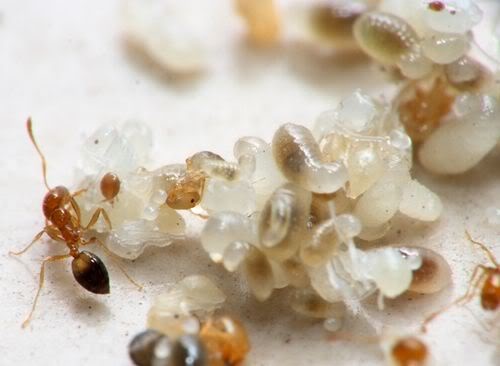 An trung kien boi bo suc khoe dung hay sai? hinh anh