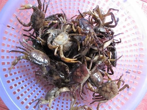 4 luu y bat ngo nhat khi an cua dong hinh anh
