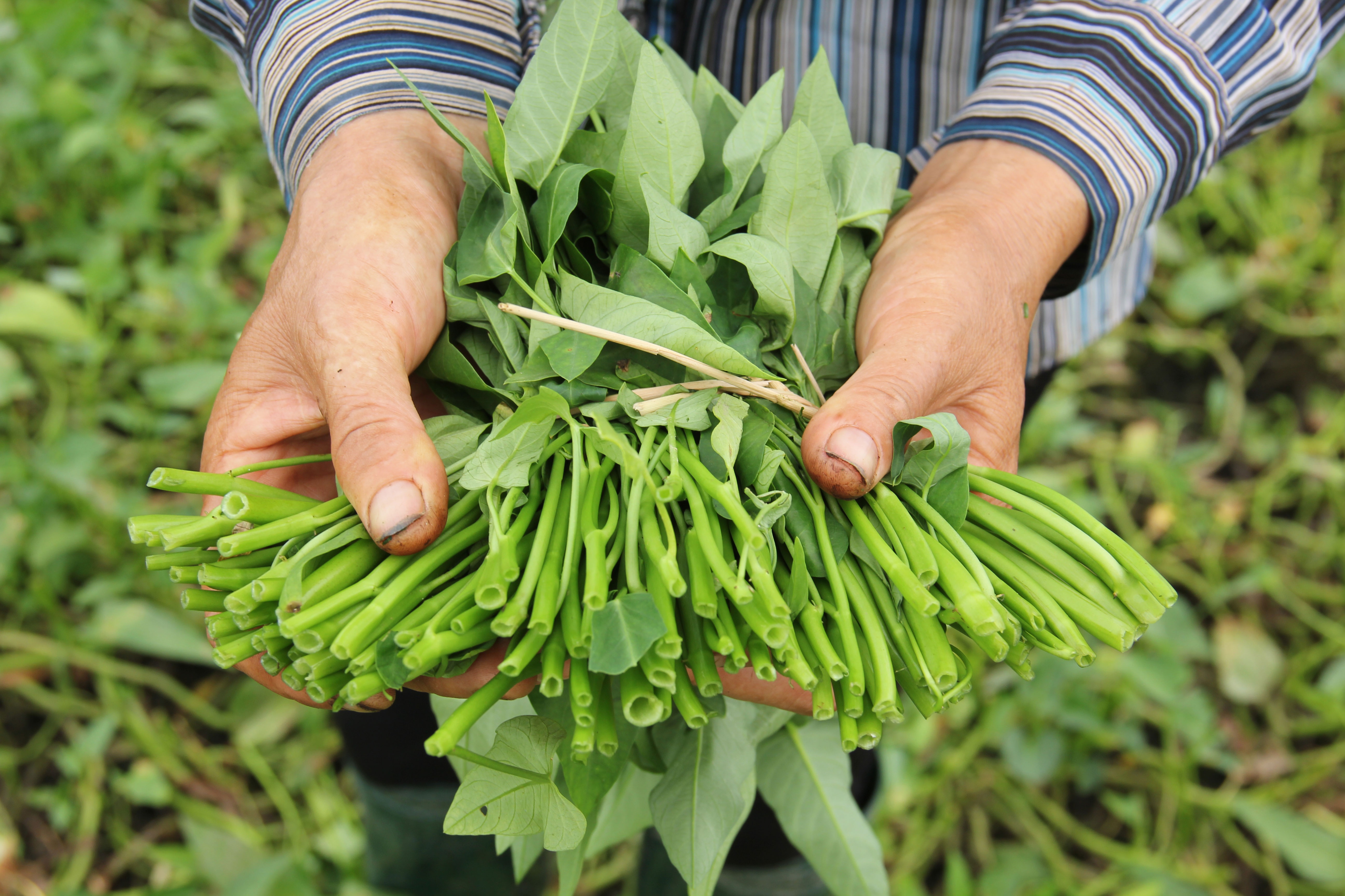 Nhung loai rau ban nhat vao mua he hinh anh