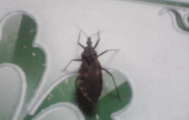 Phat hien bo xit hut mau nguoi tai Quy Nhon hinh anh