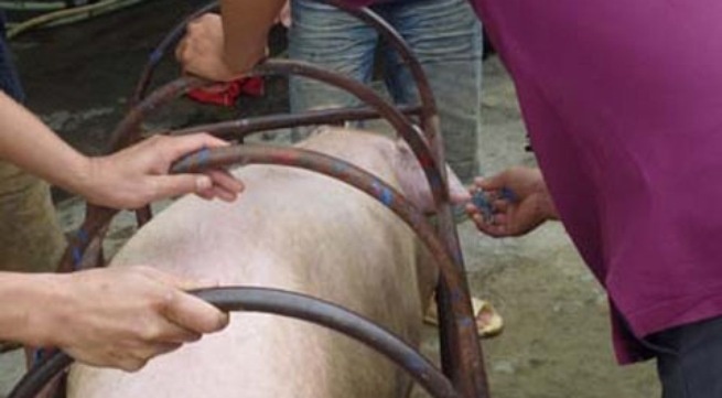 Tac hai cua thuoc tang trong cho lon hinh anh