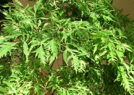 Vi sao dinh lang lau nam duoc nhieu nguoi san lung? hinh anh