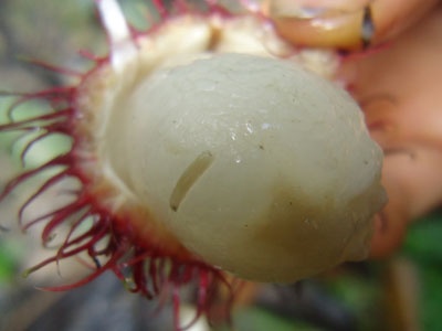 Vi sao xuat hien doi trong qua thanh mai, xoai, vai? hinh anh