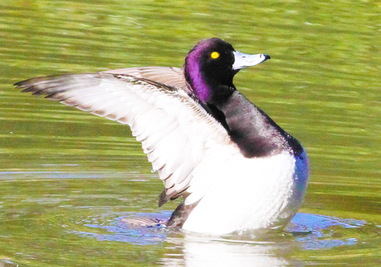 Giai toan vui giup vit thoat thu du hinh anh