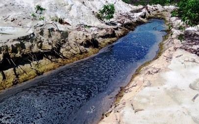 Trai heo o khu dan cu: Co, tro mang khau trang len lop hinh anh