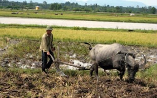 Hoc Toan qua truyen co tich: Cau do tinh kich thuoc ruong hinh anh