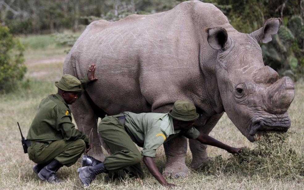 Loai dong vat tuyet chung nao dang duoc hoi sinh nho xac uop? hinh anh