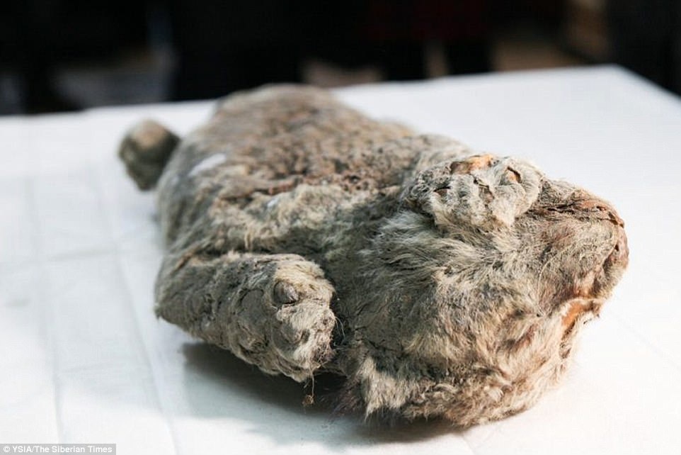 loài động vật sắp tuyệt chủng ảnh 7 loai dong vat sap tuyet chung anh 7