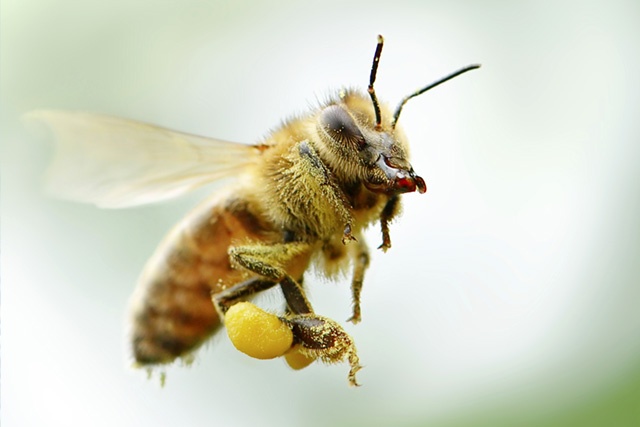 loài động vật sắp tuyệt chủng ảnh 9 loai dong vat sap tuyet chung anh 9