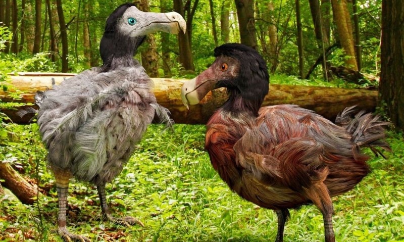 nguy co tuyet chung anh 1