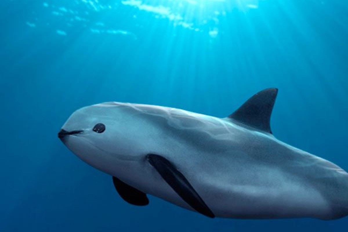 nguy co tuyet chung anh 2