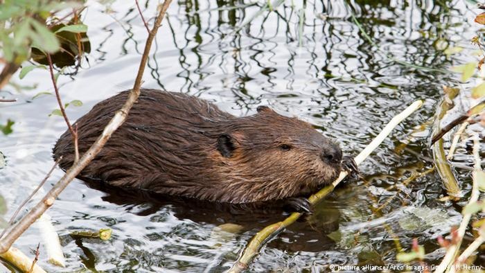 nguy co tuyet chung anh 4